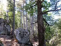 Taffoni dans la forêt du Tretorre.