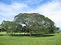 Guanacaste (arbre)