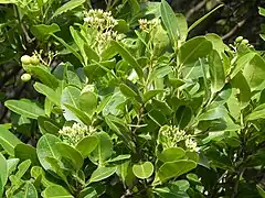Houppier fleuri et fructifère de Humiria balsamifera