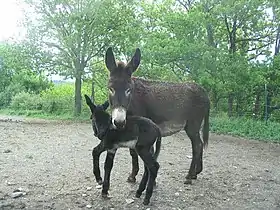 Ânesse catalane et son ânon