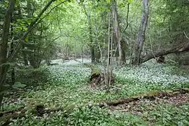 Forêt de feuillus avec un tapis d'ail des ours dans la dépression centrale.