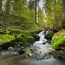 Ruisseau formant une petite chute dans un petit ravin entouré de forêt.
