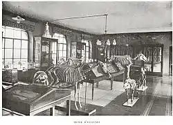 Musée d'anatomie de l'ancienne école vétérinaire