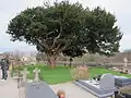 Grand arbre du cimetière.