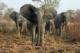 Éléphants de savane