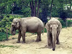 Jena et Praya, les deux éléphants d'Asie (Elephas maximus).