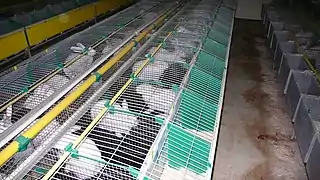 Plusieurs rangées de cages basses avec chacune un lapin blanc et un compartiment pour le nid