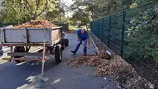 Ramassage des feuilles mortes.