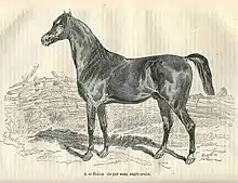 La gravure présente le profil gauche d’un cheval à la robe sombre.