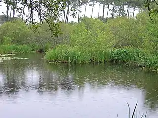 Étang d'Aureilhan par temps de pluie