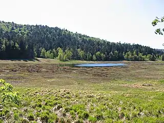Tourbière protégée de l'étang de Machais, commune de La Bresse (Vosges, France)