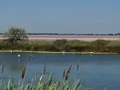 Étangs de Petite Camargue au Grau-du-Roi.