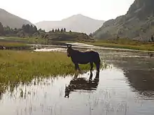Un cheval, les pieds dans l'eau et où poussent des herbes, se tient arrêté; des montagnes composent l'arrière-plan.