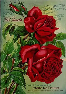 Image illustrative de l’article Étoile de France (rose)