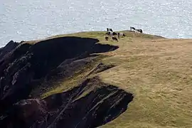 Pâturages communs de l'île