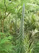 Vipérine des Canaries, bisannuelle qui meurt après avoir fleuri.