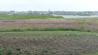 L'œillet marin acclimaté à la lande.