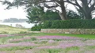 La Lande fleurie et ses coussins d’arméries.