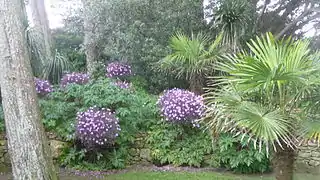 Géranium de Madère à la senteur de salpètre dont les pétioles suppléent aux racines.