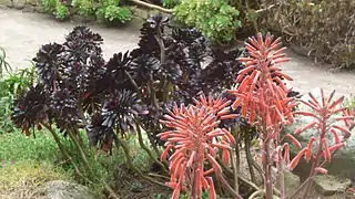 Rocaille sudafricaine dans le jardin des Terres australes.