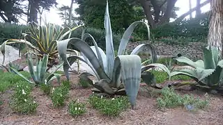 Agave d'Amérique rapporté du port californien de San Francisco.