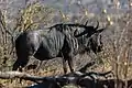 Parc national Kruger, Afrique du Sud.