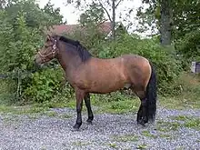 Cheval marron vu de profil gauche