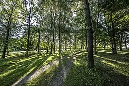 Parc de la nuit de la Saint-George