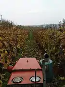 Vigne vue depuis le tracteur