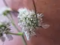 Fleurs - pistils doubles. Noter aussi la taille peu ordinaire d'une bractée qui dépasse l'ombellule.