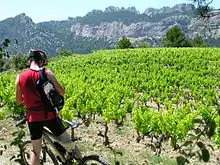 VTT dans les dentelles de Montmirail