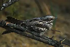 Photo d'un oiseau de couleurs mêlées, sombres, gris et claires, ressemblant à un coucou ; il semble allongé sur une petite branche nue, tête vers la droite et œil mi-clos.