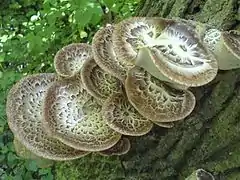 Polypores écailleux (Polyporus squamosus).