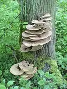 Polypores écailleux (Polyporus squamosus).