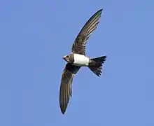 Martinet à ventre blanc.