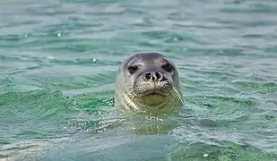 Un Phoque moine de Méditerranée (Monachus monachus)