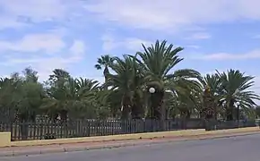 La « Forêt des palmiers »
