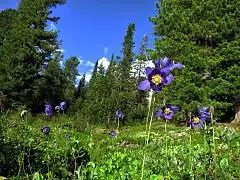 Des Aquilegia sibirica dans le parc.