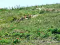 Une famille de marmotte dans la steppe russe au printemps.