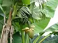 Bananier du jardin botanique