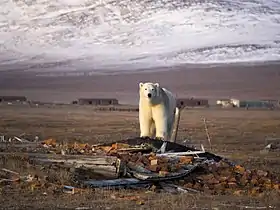 Ours polaire sur l'île Wrangel en 2019.