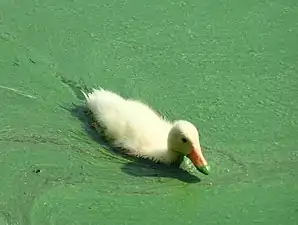 Canard colvert avec un plumage blanc et une petite pointe verte au bout du bec, sur le Бельское (озеро, Московская область) (ru) en Russie. Juillet 2022.