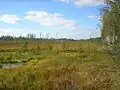 Marais près de Komarovo.