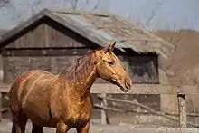 Avant d'un cheval avec sa tête devant un bâtiment en bois.