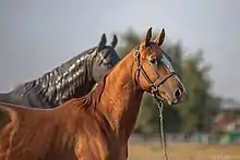 Tête d'un cheval roux, devant une statue.