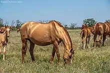 Groupe de chevaux dorés vue de profil mangeant de l'herbe.