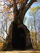 Datcha Rykhliv de la forêt Ponornidski, réserve naturelle,