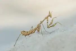 Empusa pennicornis