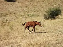 Dans un paysage aride, un très jeune poulain bai se déplace.