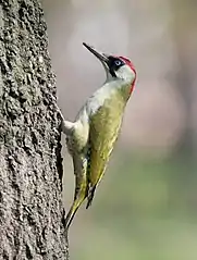 Un oiseau vert, blanc et rouge avec un long bec sur le tronc d'un arbre.